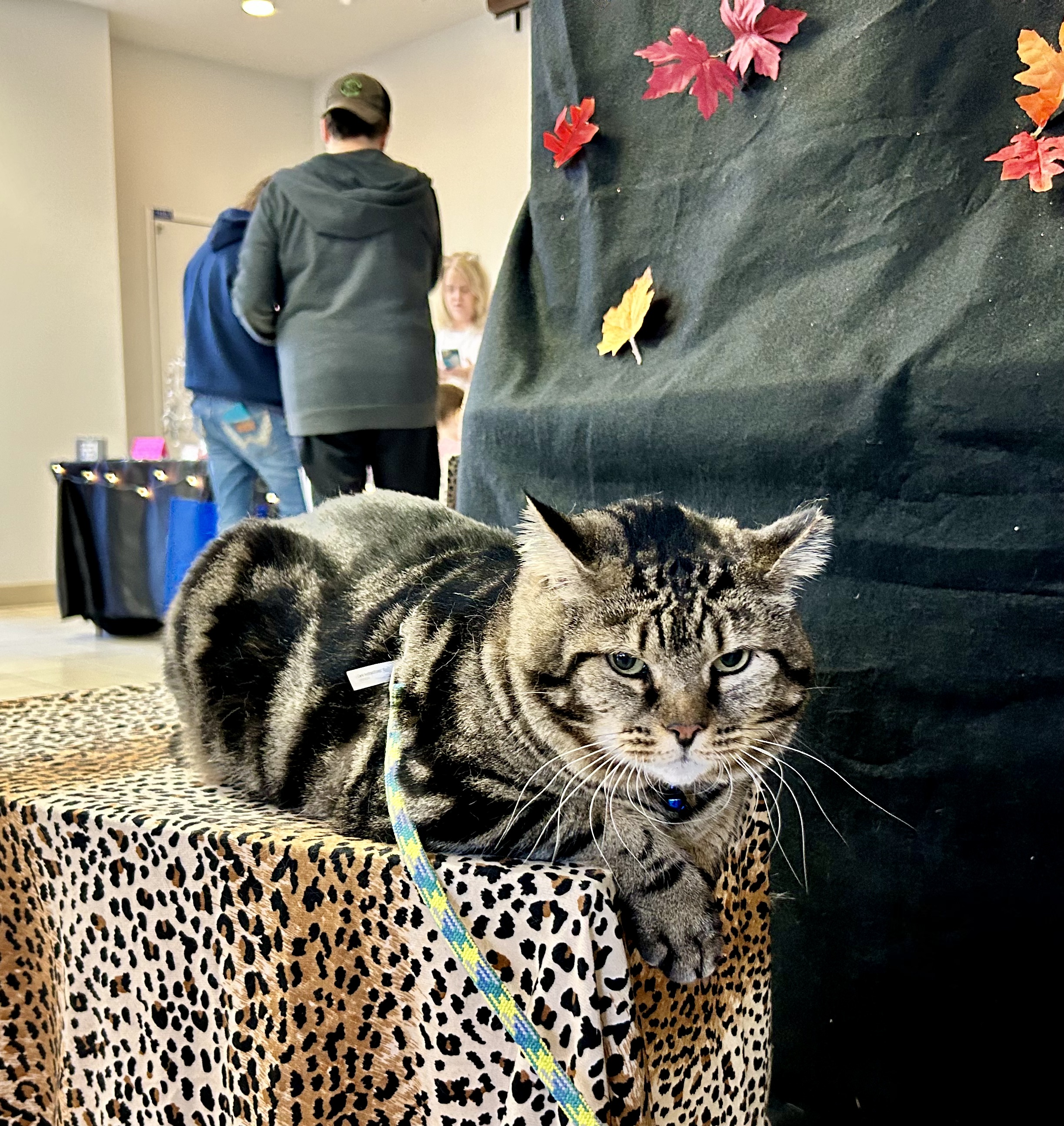 10/23/2023: Issue #178